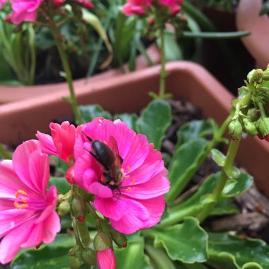 Lewisia cotyledon 'Elise Mixed' (Mix)