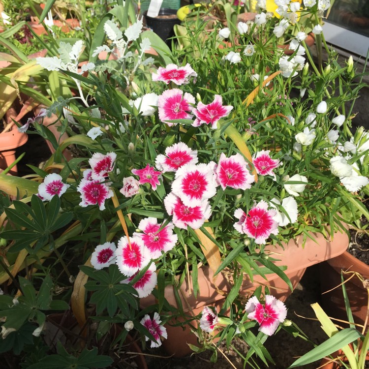 Plant image Dianthus chinensis 'Floral Lace Picotee'