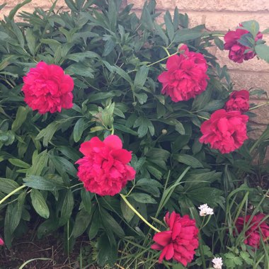 Paeonia officinalis 'Rubra Plena'