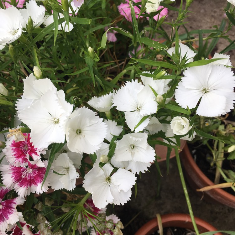 Plant image Dianthus chinensis x barbatus