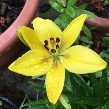 Lilium 'Golden Jubilee'