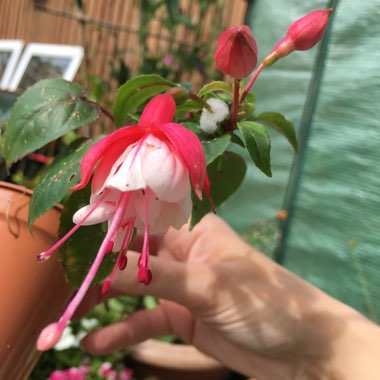 Fuchsia 'Snowcap'