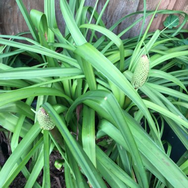 Kniphofia