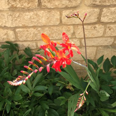 Crocosmia 'Lucifer'