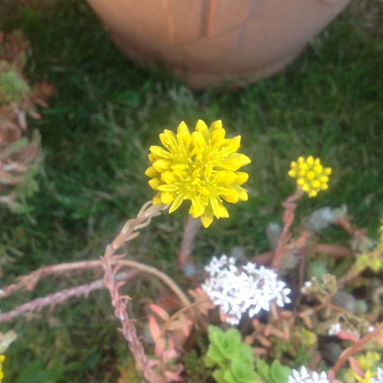 Plant image Sedum Rupestre