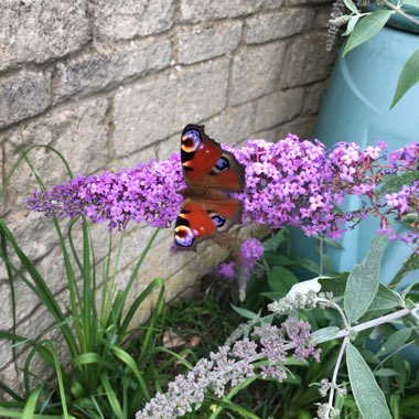 Buddleja