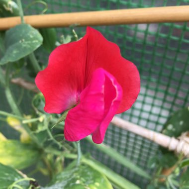 Lathyrus Odoratus 'Antique Fantasy Mixed'