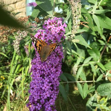 Buddleja