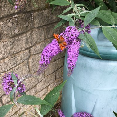 Buddleja