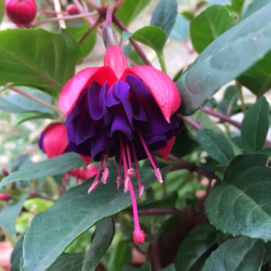 Fuchsia 'Dollar Princess'