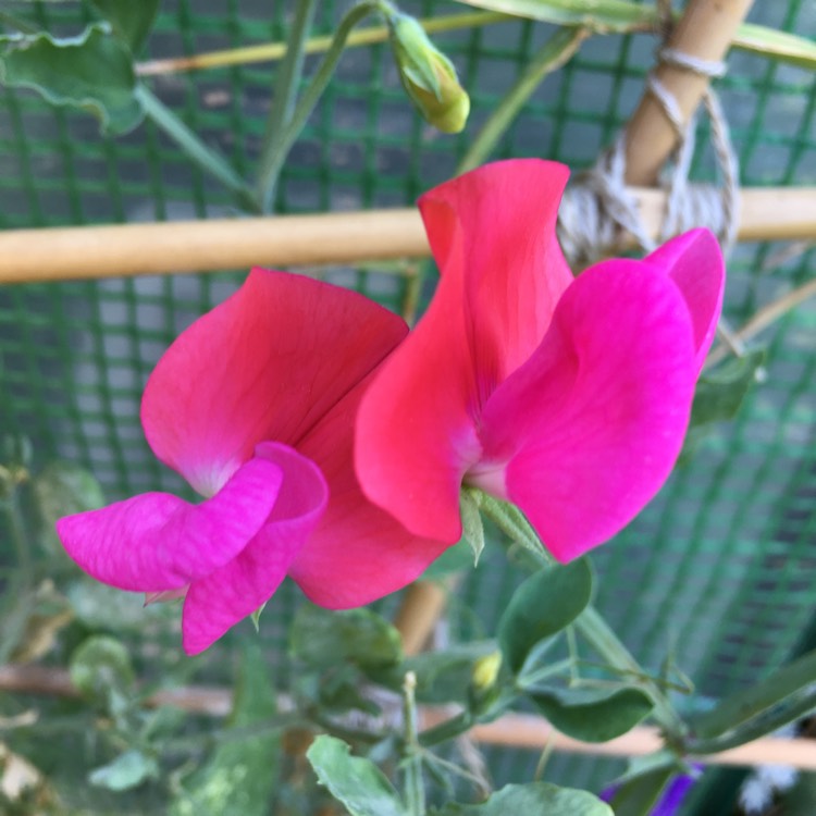 Plant image Lathyrus Odoratus 'Heirloom Mixed' (Mix)