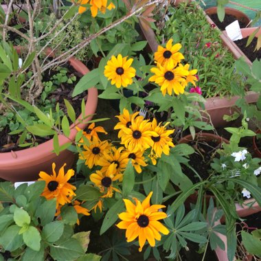 Rudbeckia hirta 'Marmalade'