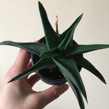 x Alworthia 'Black Gem'