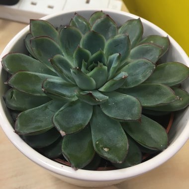 Echeveria Pulidonis