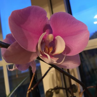 Phalaenopsis 'Marillion'