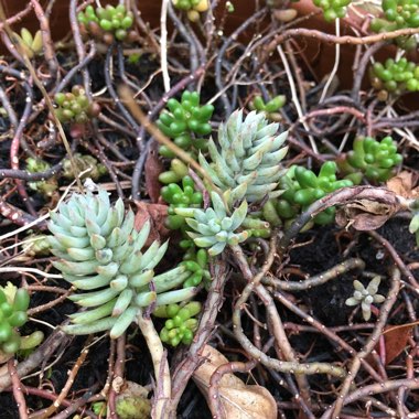 Sedum hispanicum