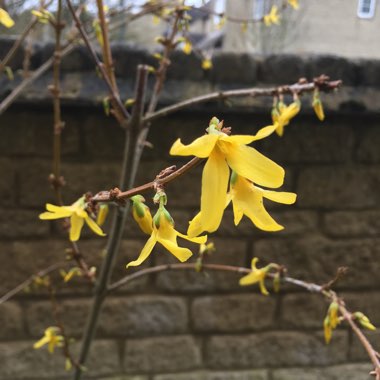 Forsythia