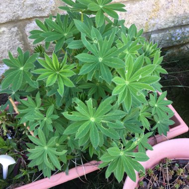 Lupinus 'Russell Hybrid Mix' (Mix)