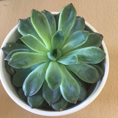 Echeveria Pulidonis