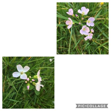 Cardamine pratensis