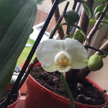 Phalaenopsis amabilis (Miniature)