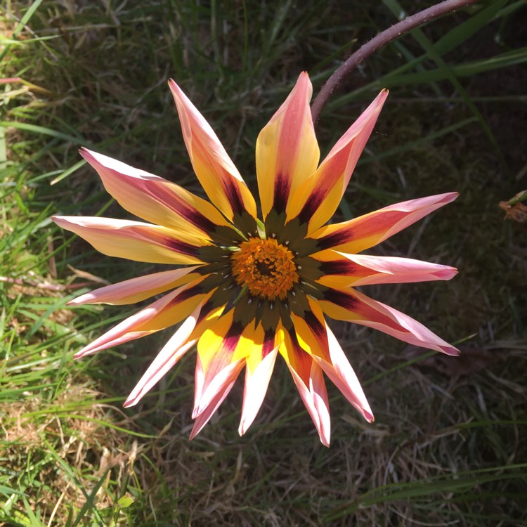 Plant image Gazania splendens 'Sunshine Mixed'