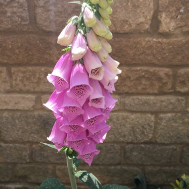 Digitalis purpurea 'Dalmatian Mixed'