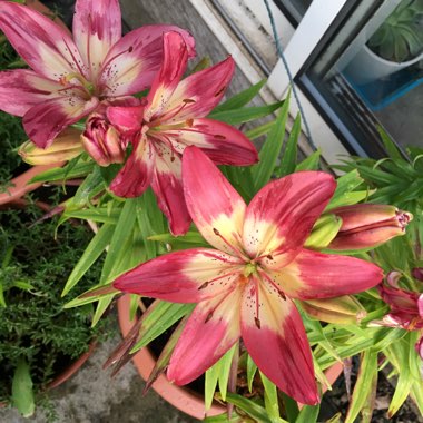 Lilium 'Perfect Joy'