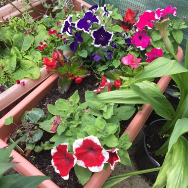 Petunia grandiflora 'Picotee Mix'