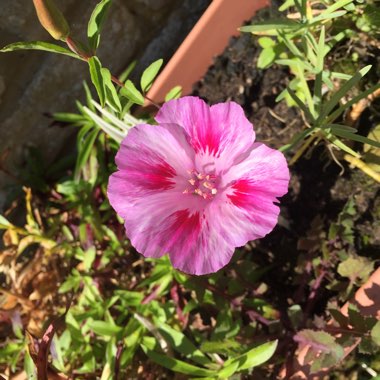 Clarkia amoena syn. Clarkia grandiflora ; Godetia grandiflora