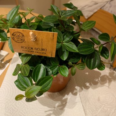 Peperomia Angulata