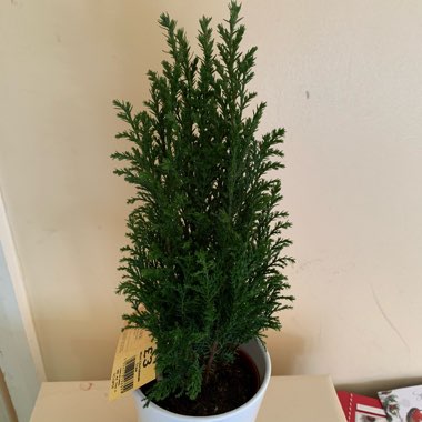 Chamaecyparis lawsoniana 'Ellwoodii'