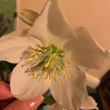 Helleborus niger