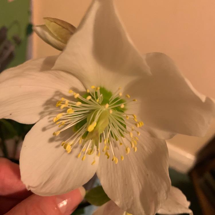 Plant image Helleborus niger