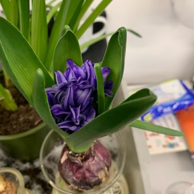 Hyacinthus orientalis 'Delft Blue'