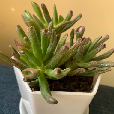 Crassula