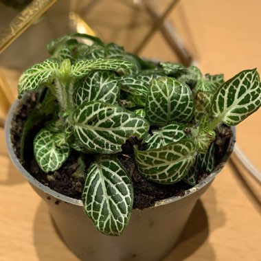 Fittonia argyroneura syn. Fittonia verschaffeltii