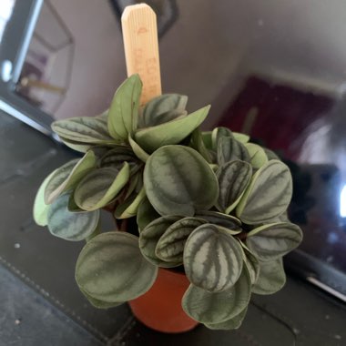 Peperomia 'Piccolo Banda'