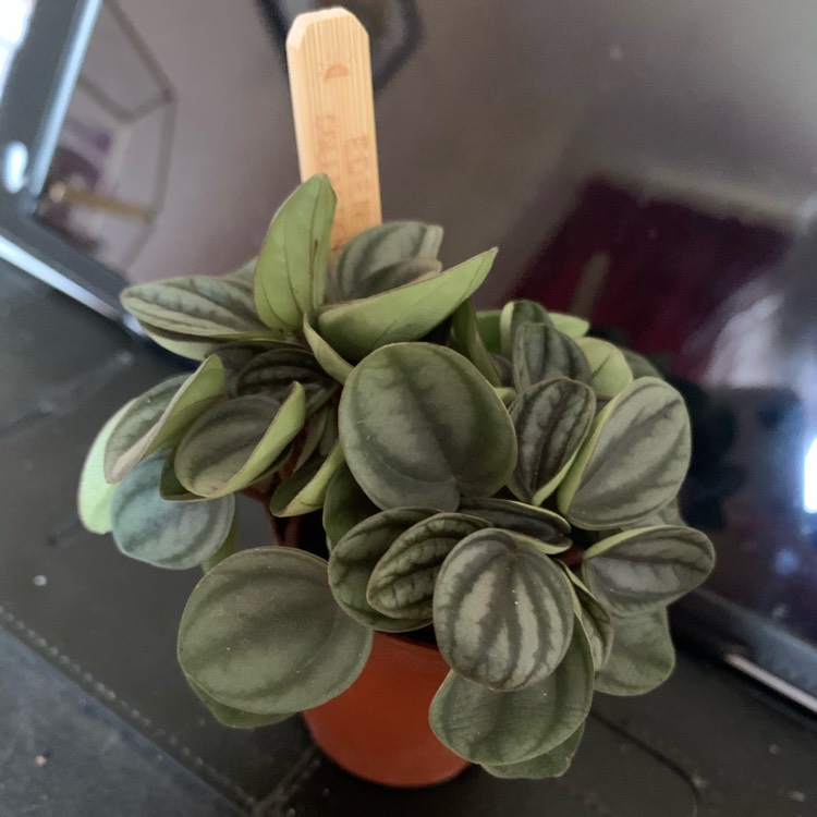 Plant image Peperomia 'Piccolo Banda'