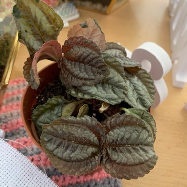 Pilea involucrata 'Norfolk'