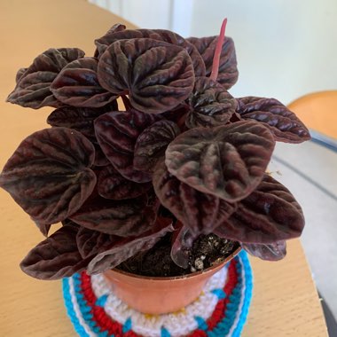 Peperomia Caperata 'Schumi Red'