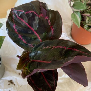 Calathea roseopicta 'Dottie'