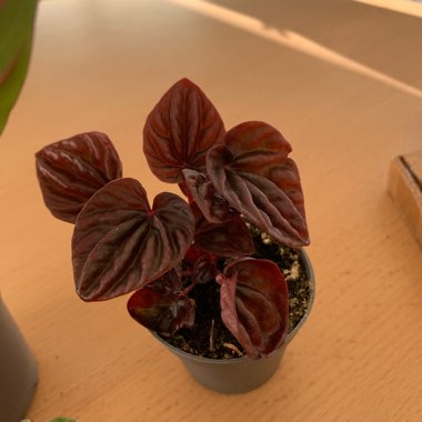 Peperomia caperata 'Luna Red'