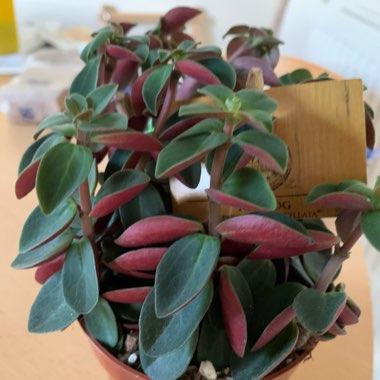 Peperomia Verticillata