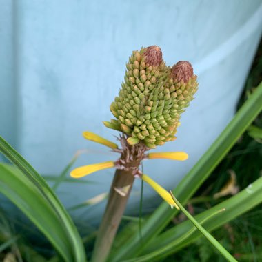 Kniphofia