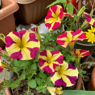 Petunia Queen Of Hearts