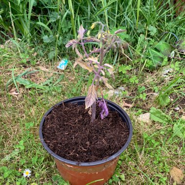 Solanum Lycopersicum var. cerasiforme 'Minibel'