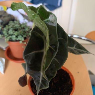 Alocasia