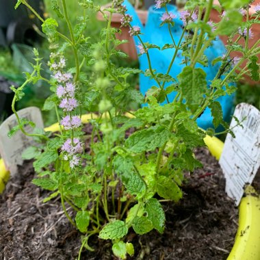 Mentha x piperita 'Strawberry'