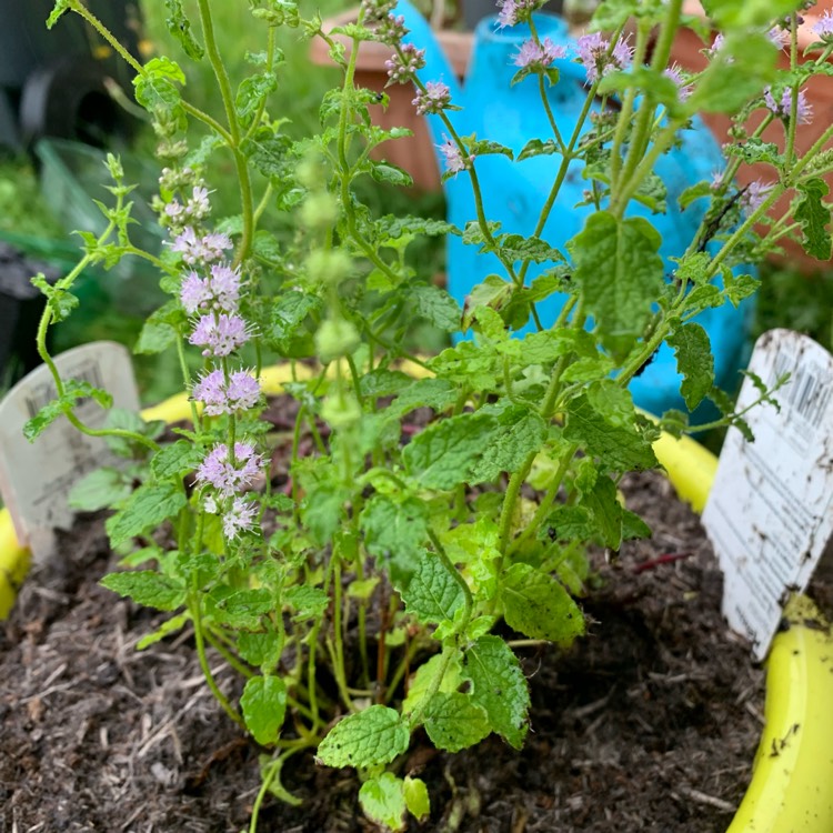 Plant image Mentha x piperita 'Strawberry'